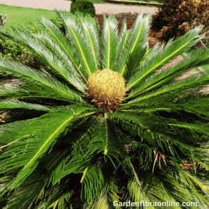 Cycas revoluta (Sago Palm)