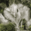 Bismarckia nobilis (Bismarck Palm)