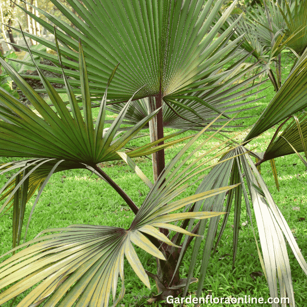 Latania lontaroides (Red Latan Palm) - Garden Plants Online