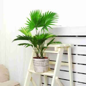 Saribus rotundifolius (Fan Palm)
